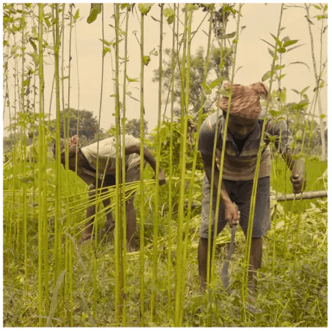 Jute plant cutting and fibre harvest in the field