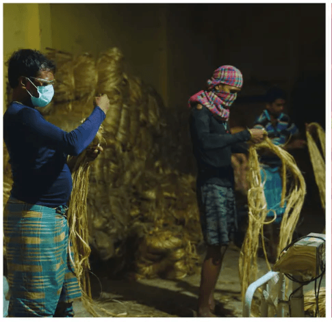 Quality checking harvested natural jute fibre